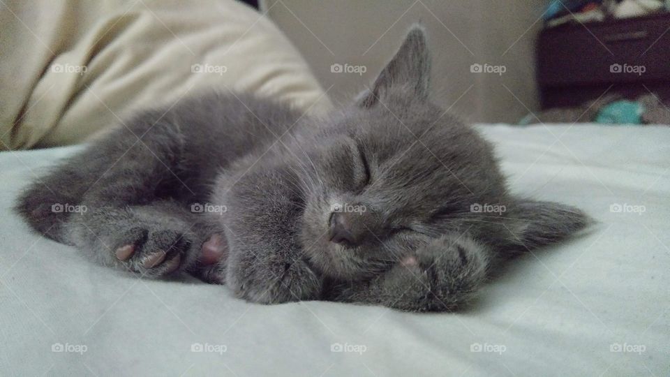 Tiny grey Russian blue kitten fluffy and sweet