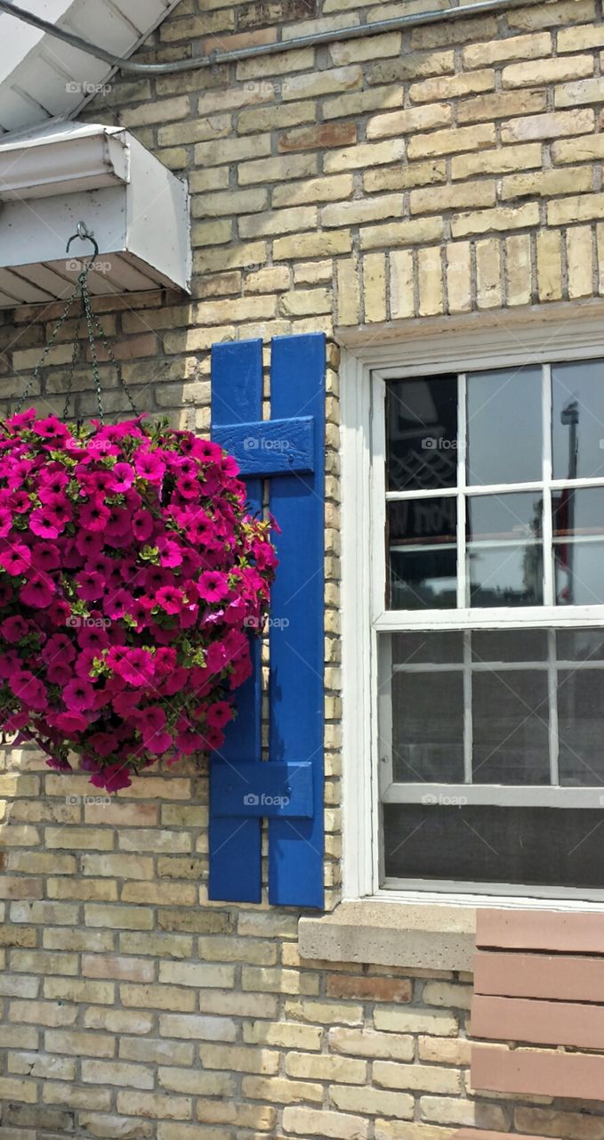 Summertime. Hanging Basket