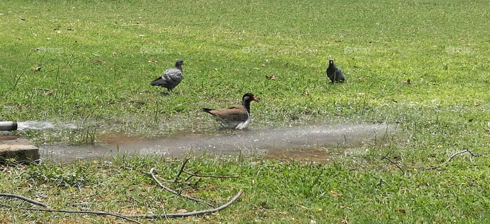 Bird and pigeons having water on a hot summer day