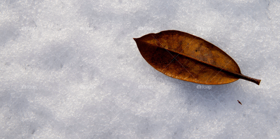 snow cold leaf by snappychappie