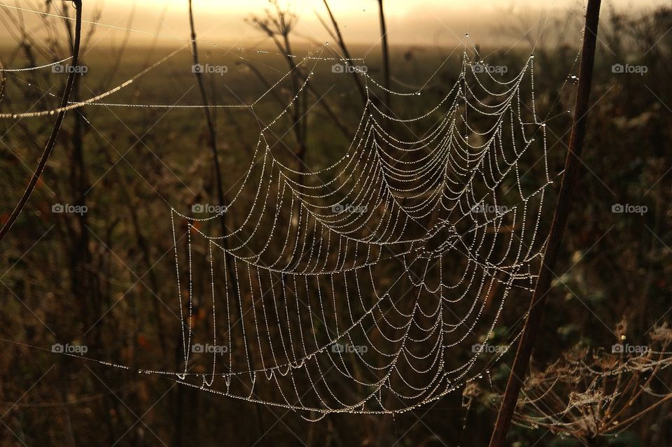 autumn morning - cobweb