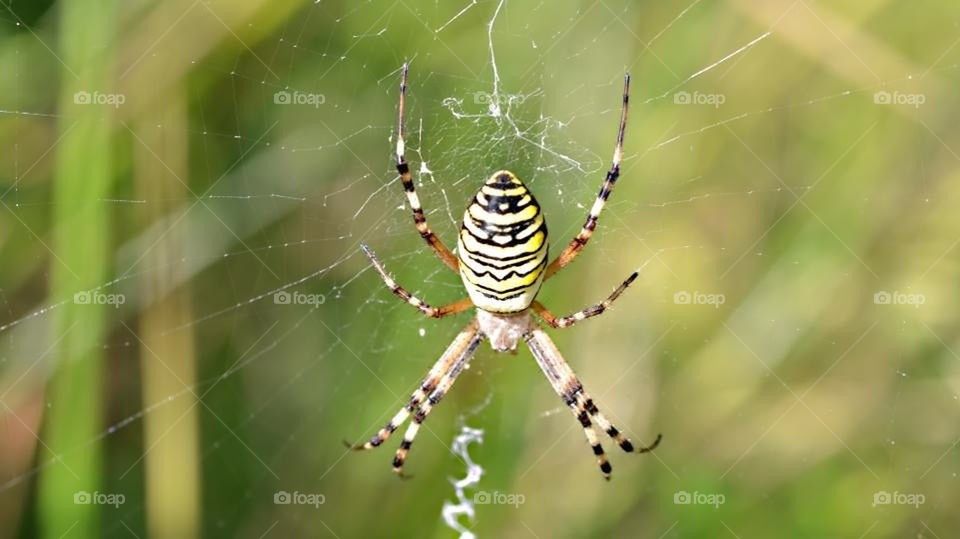 Wesp spider