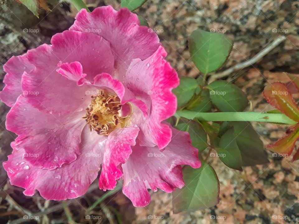 Pink Rose