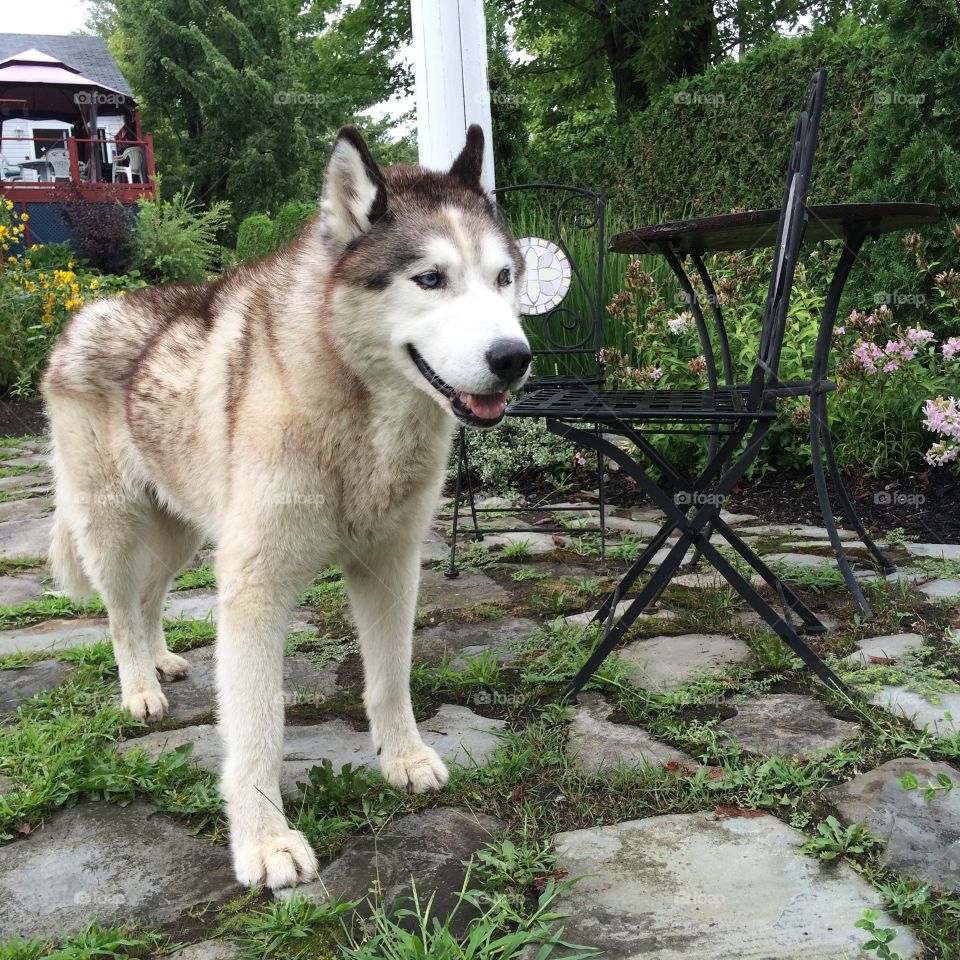 Siberian husky 