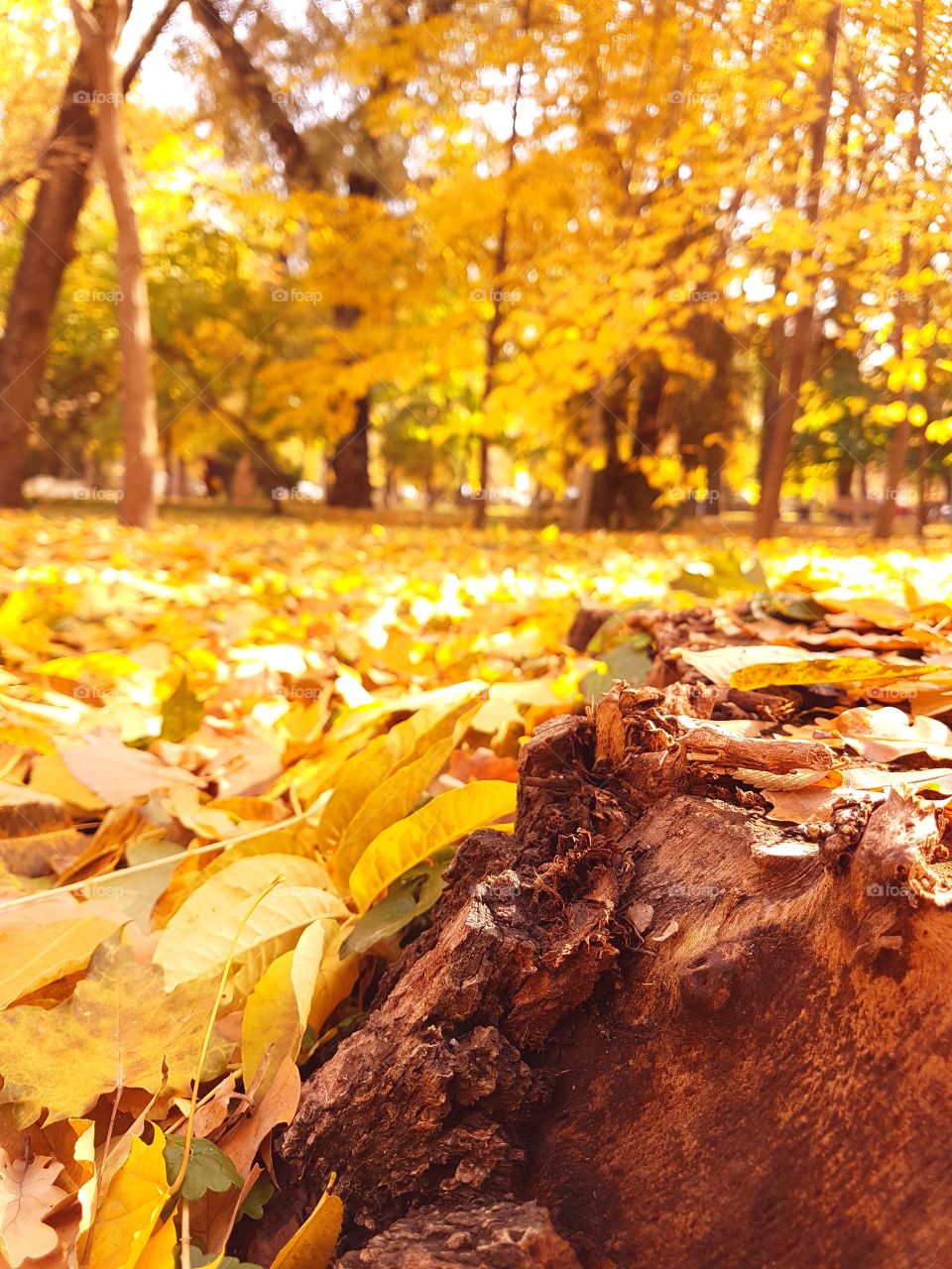 Autumn landscape with wood