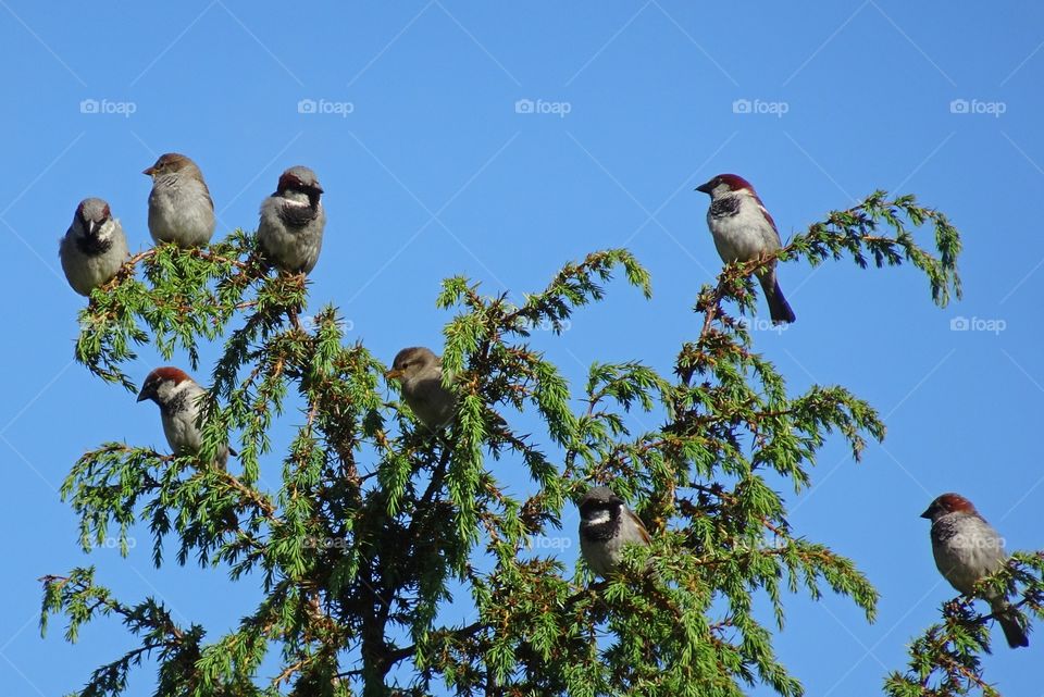 Sparrow perching over the tree, Sweden