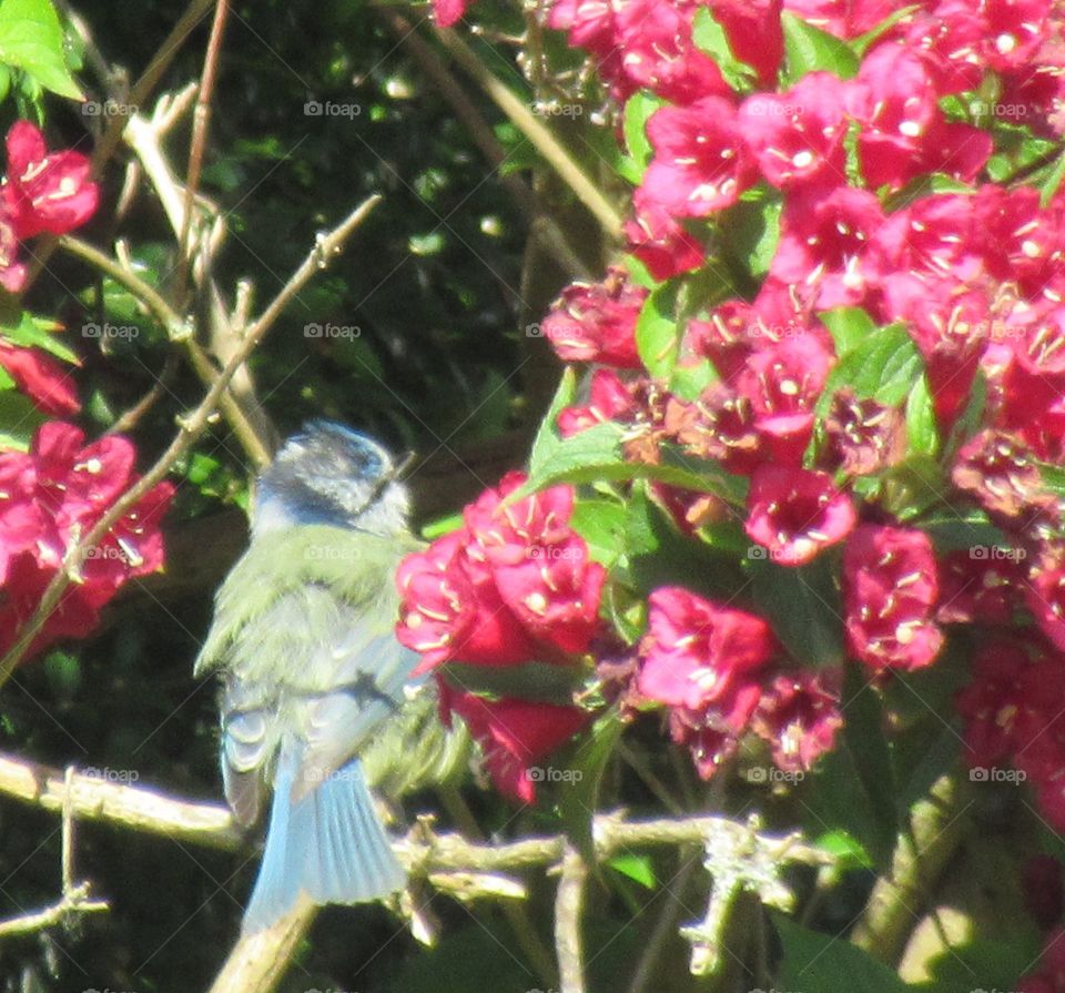 Blue tit sat facing away next to weigela