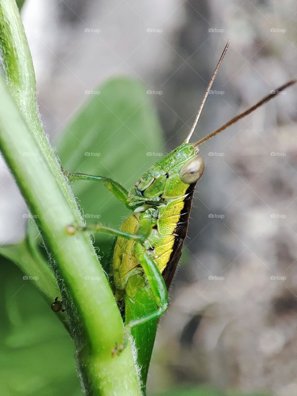 Grasshopper