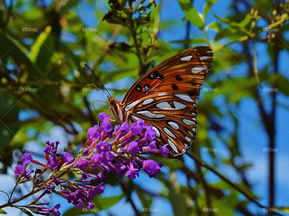 Close-up of butterfly on purple flower