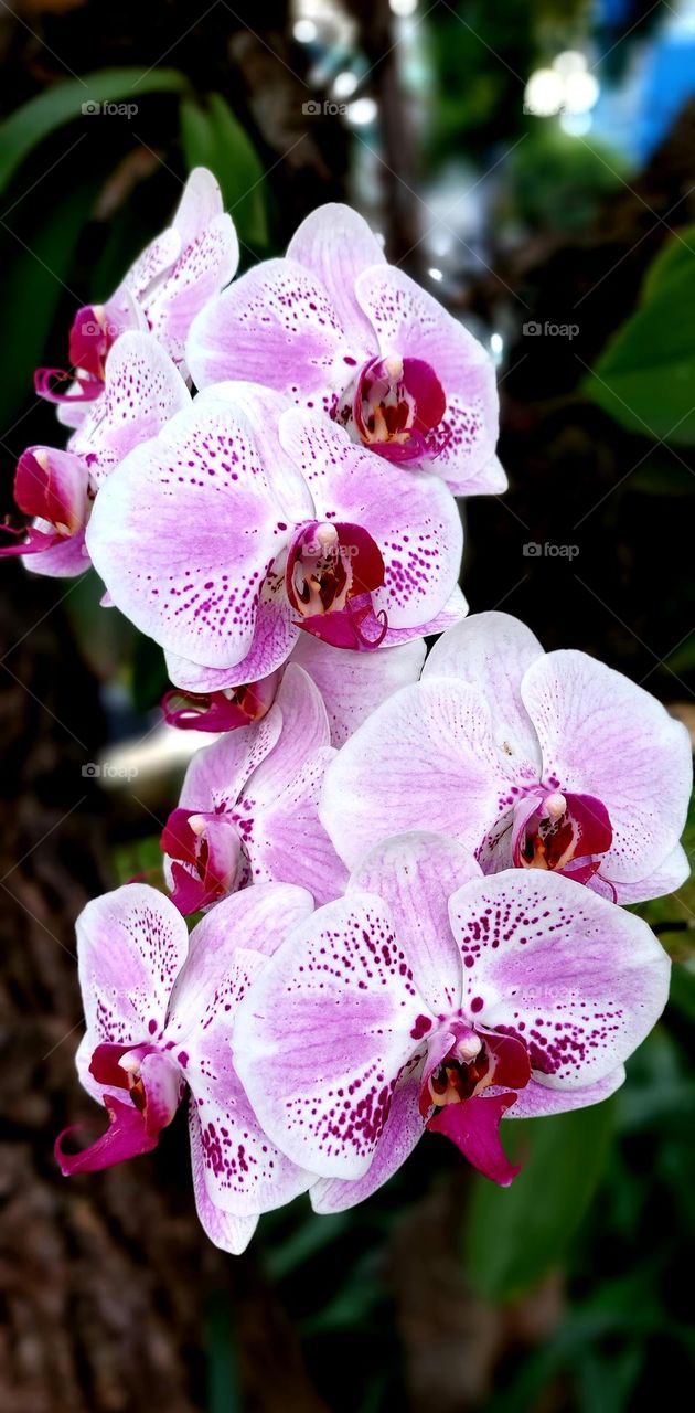 The Moon Orchid or Puspa Pesona is one of Indonesia's national flowers. First discovered by a Dutch botanist, Dr. C.L. Blume. This orchid plant is widespread from Malaysia, Indonesia, the Philippines, Papua, to Australia