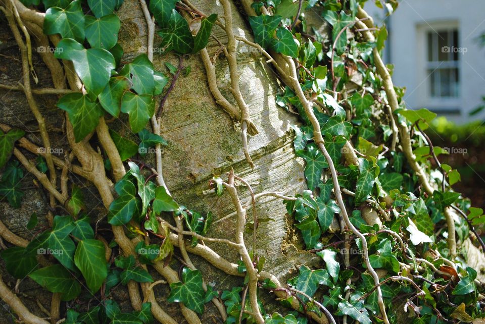 Tree covered in vines in wales