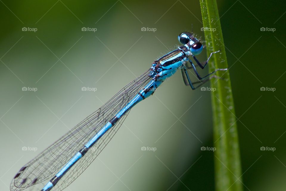 Close-up of damselfly on blade of grass