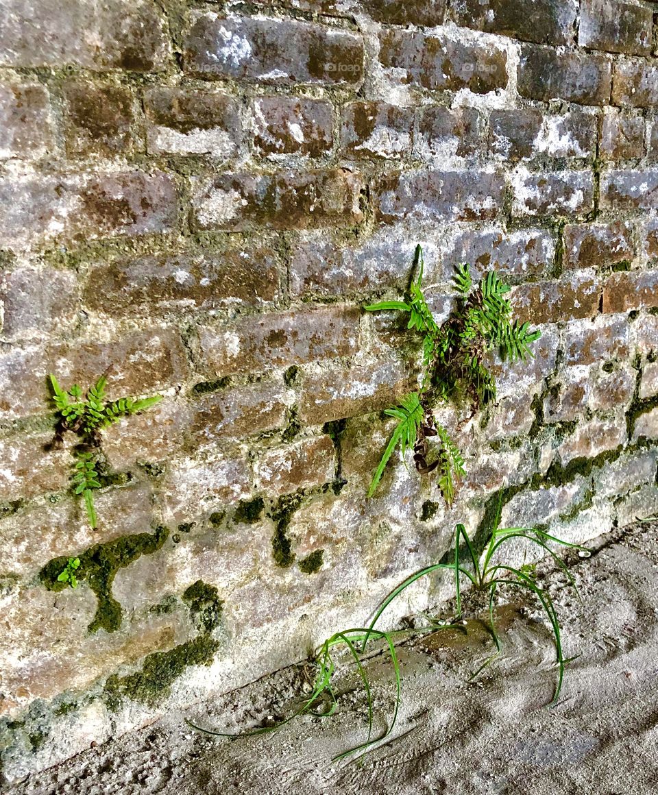 Vegetation taking over old fort