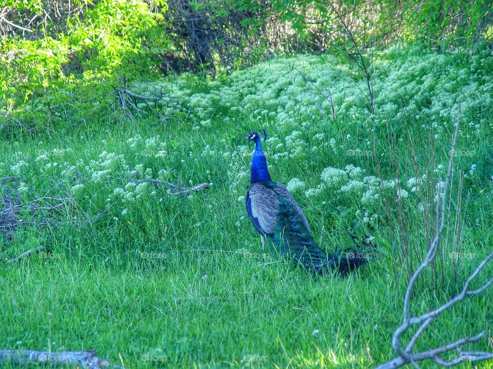 Peacock in field