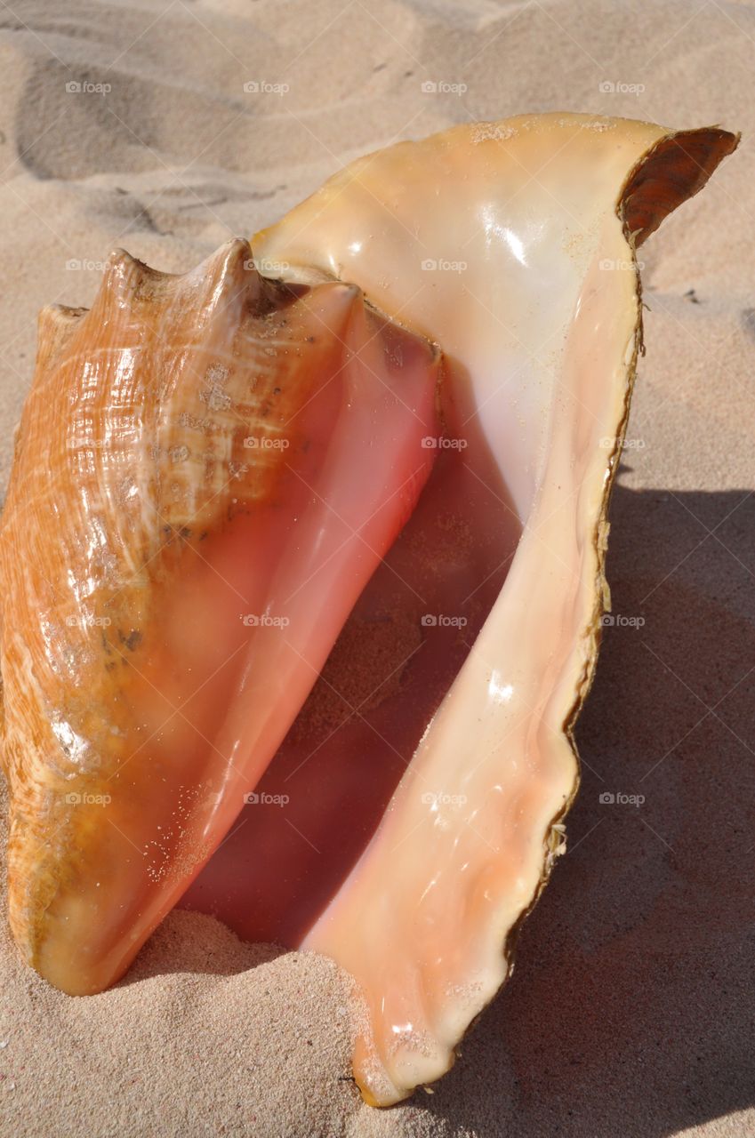 big tropical shell on Dominican Republic beach