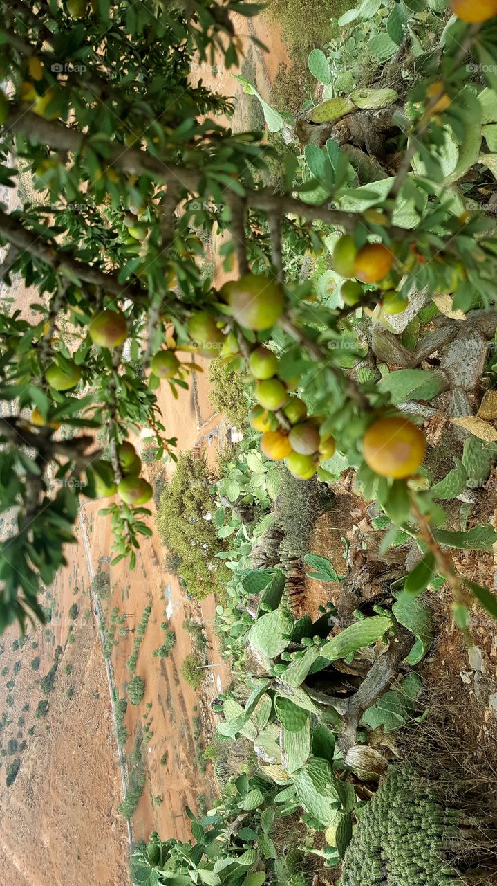 ARGAN grain tree nature