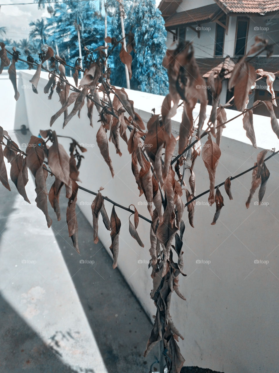 leaves that are almost dead