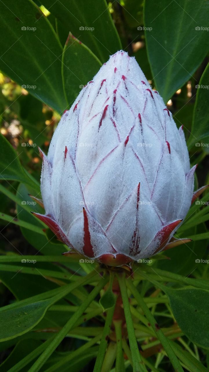protea