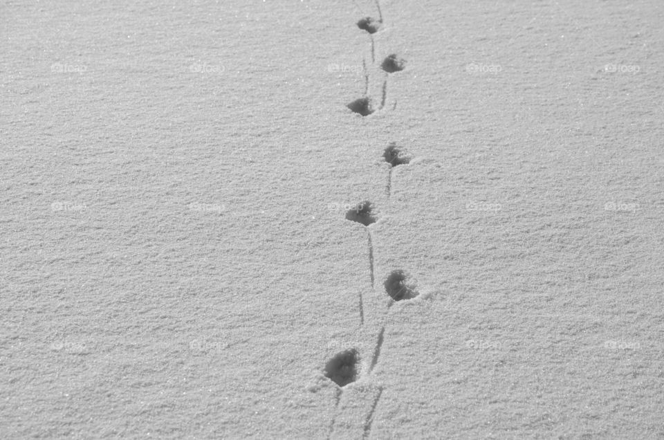 Animal Tracks in the Snow