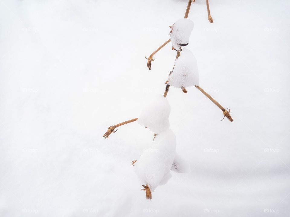 A branch of a plant on background of snow.