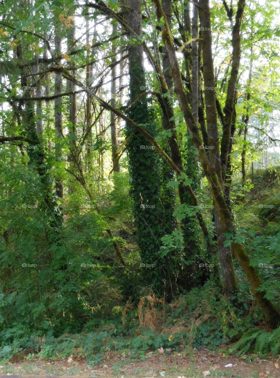 Forest view in spring 