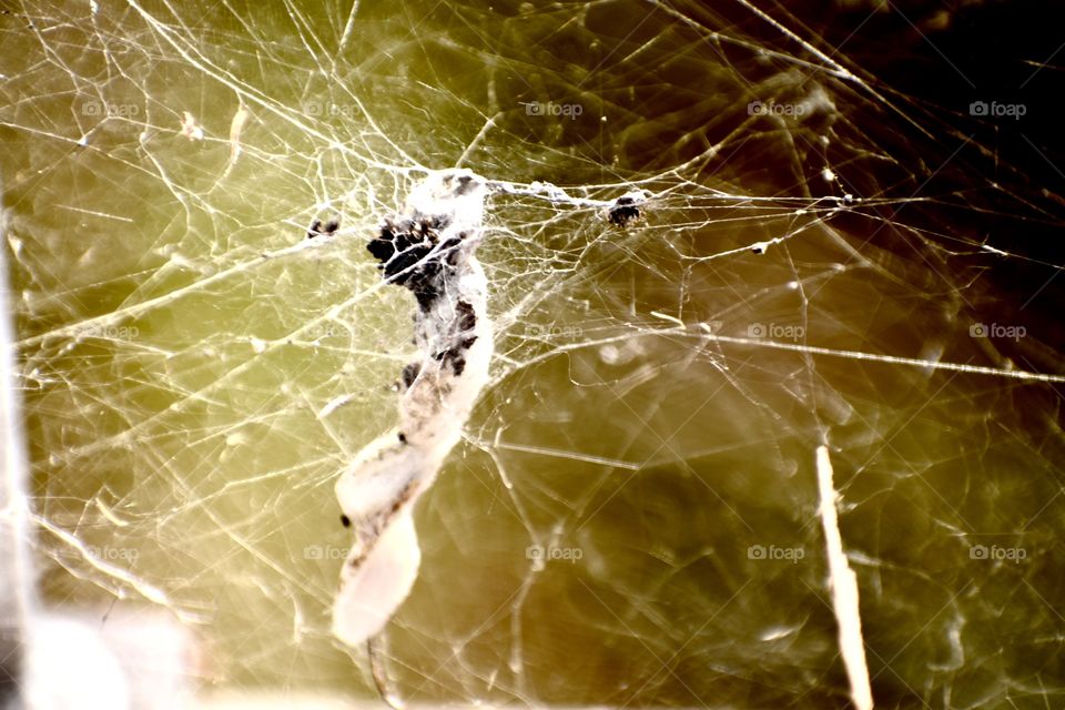Spider web