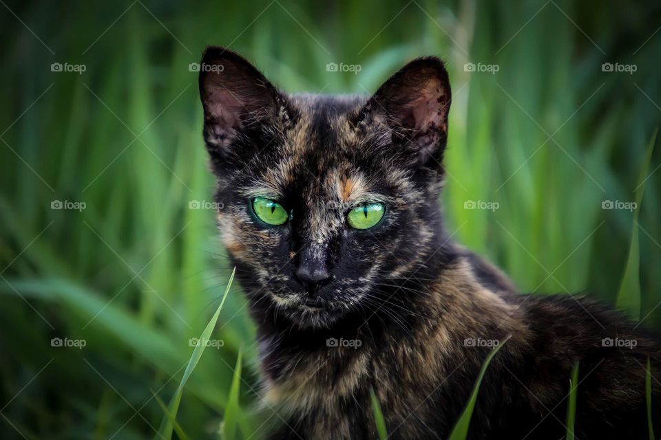 Street cat in the grass is looking at the camera