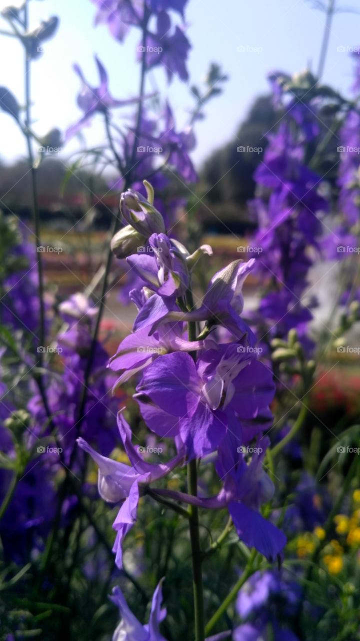 violet #flower