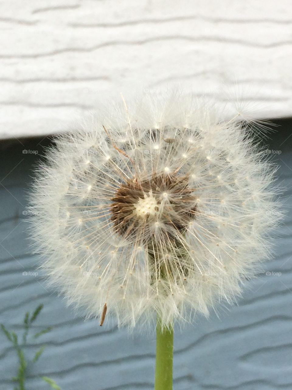 Dandelion