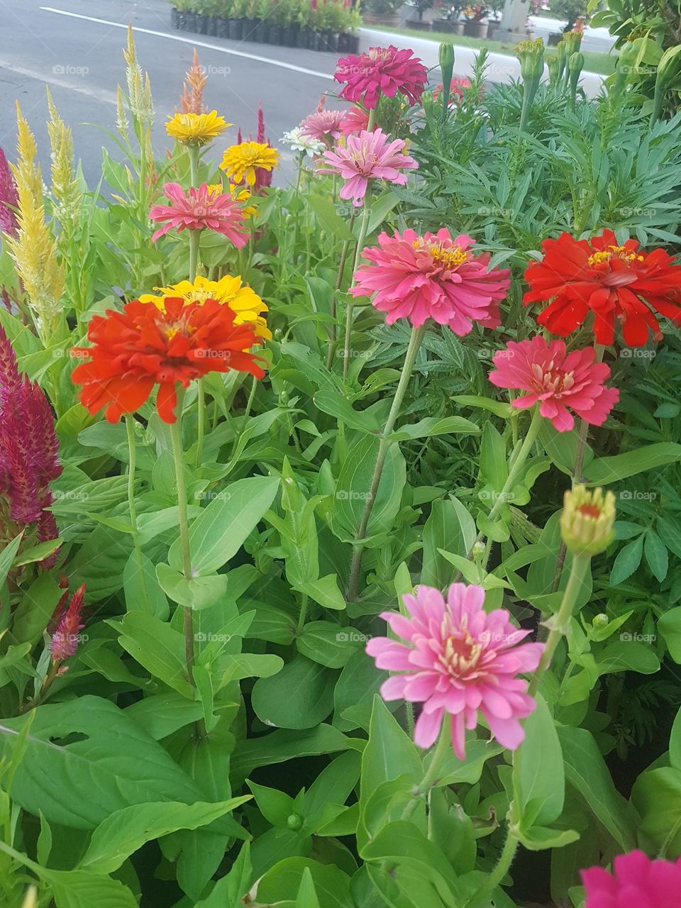 Zinnia  View