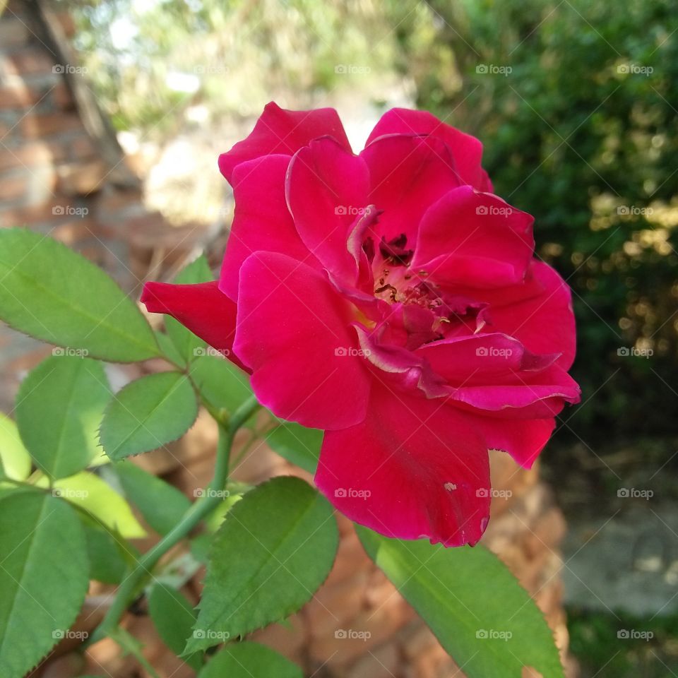 red rose