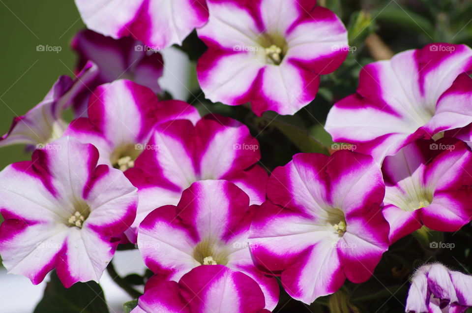 Prince Albert, SK, CA.  Red and white stars.  Petunias in profusion 