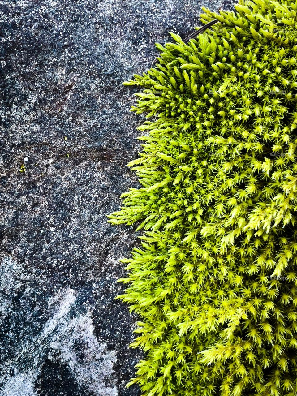 Green moss on rock 