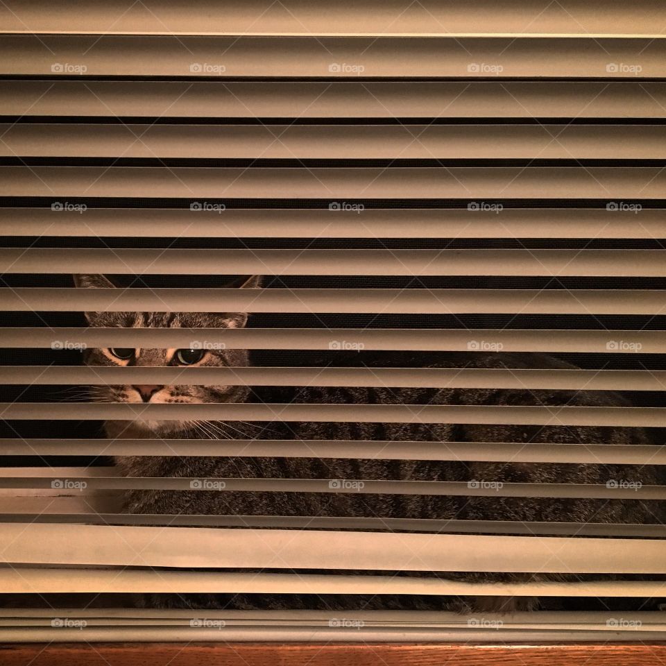 Hide and seek kitty