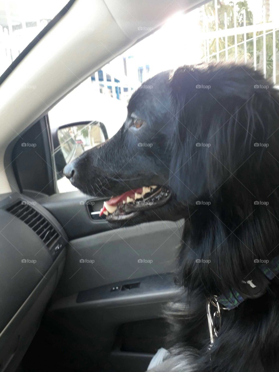 Dog passeando de carro