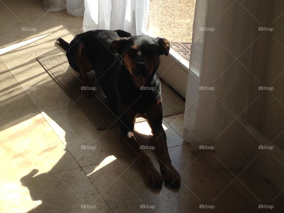 Dog in a warm sunny window