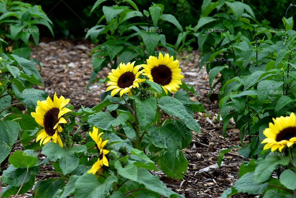 sunflowers