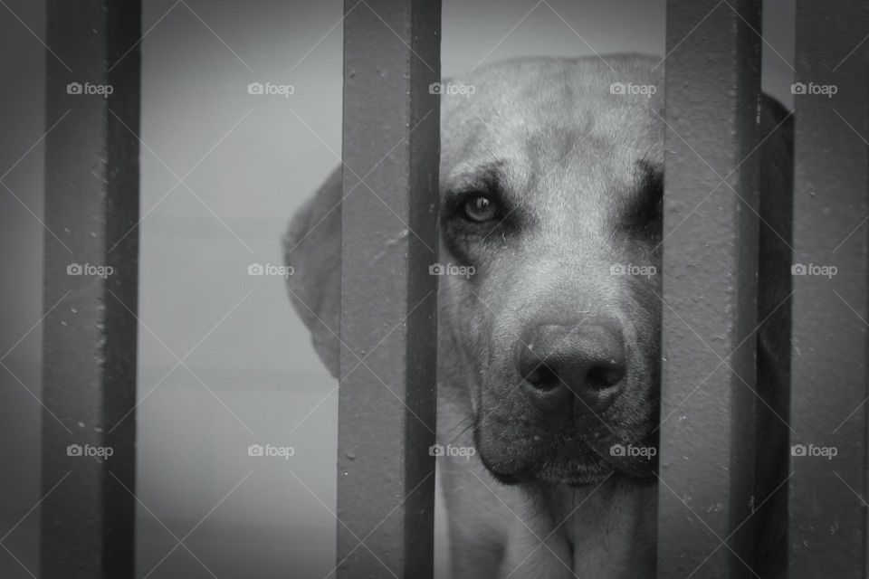 Dog on the Cage