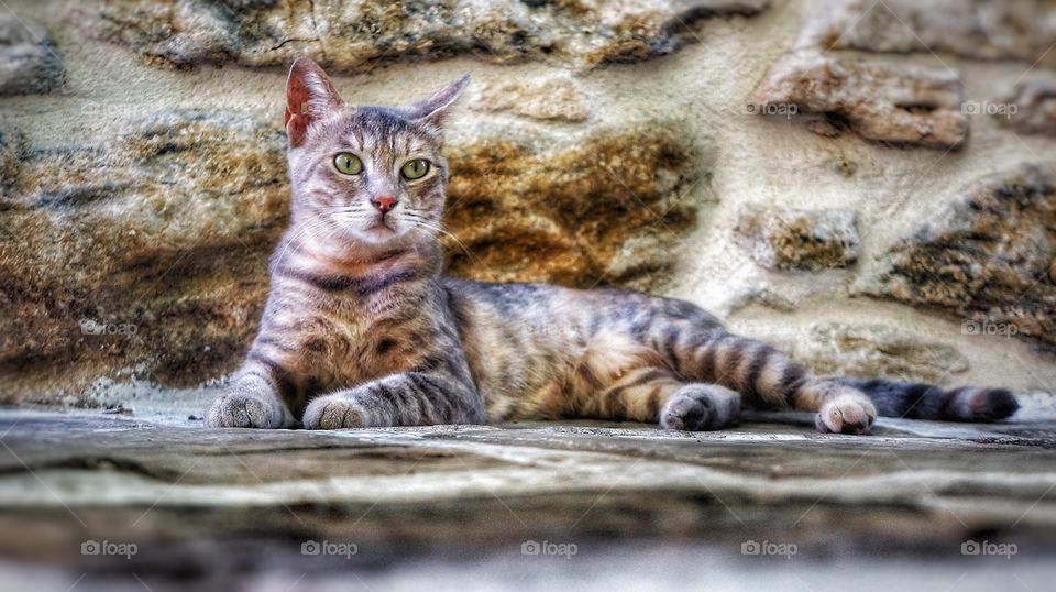 Greek cat