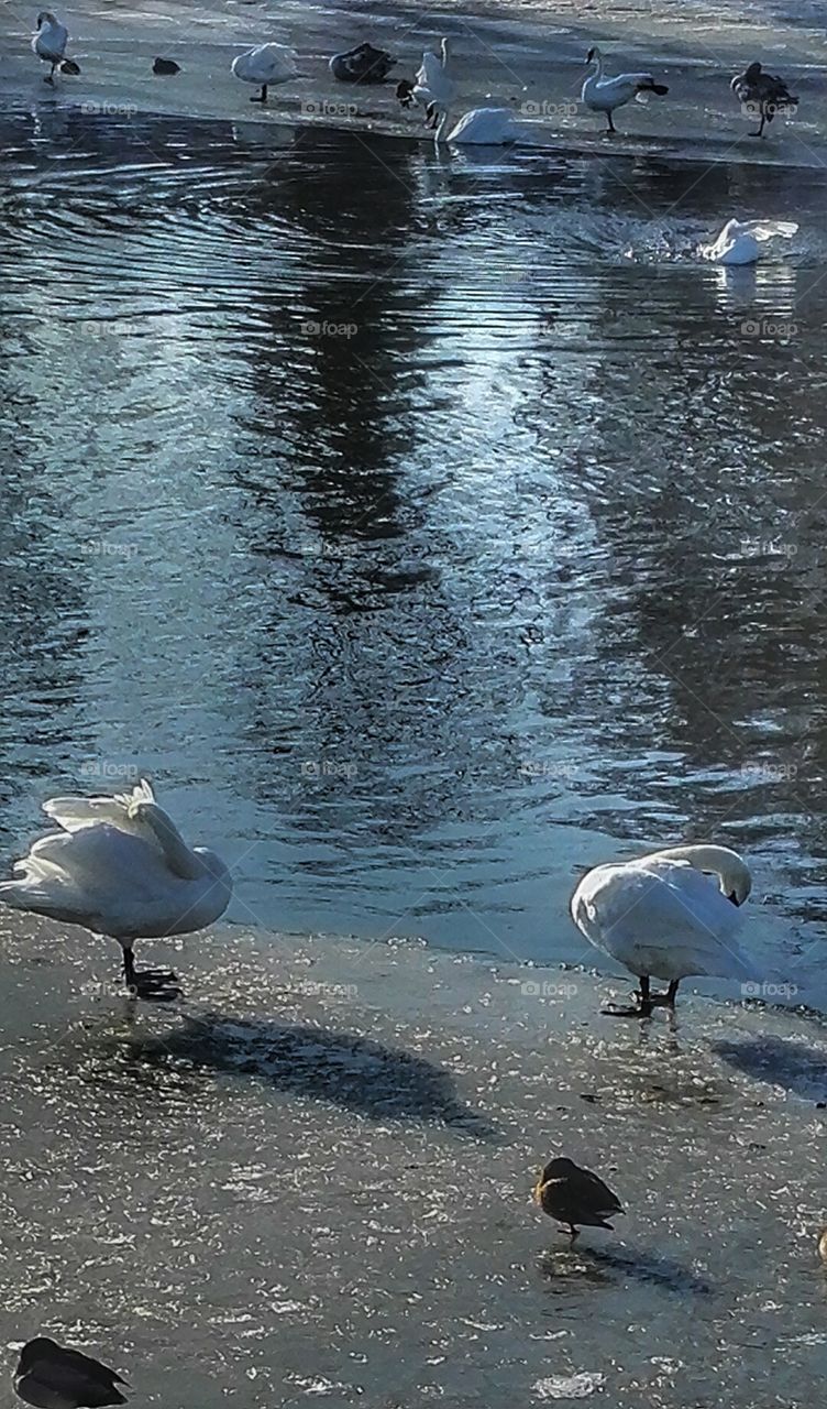 swans