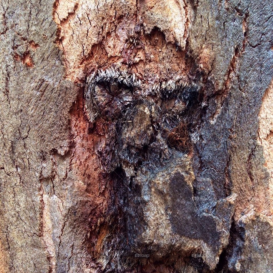Face in the tree staring back at me. 