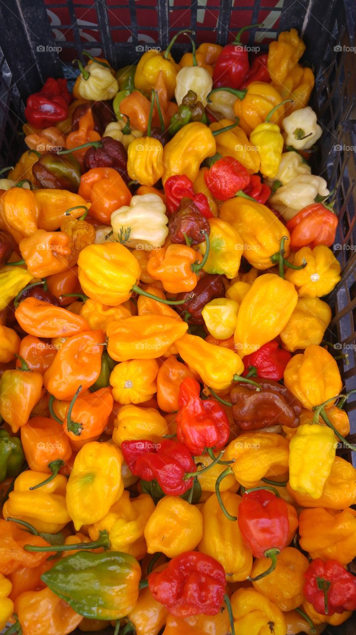 Mixed chili peppers in Italy