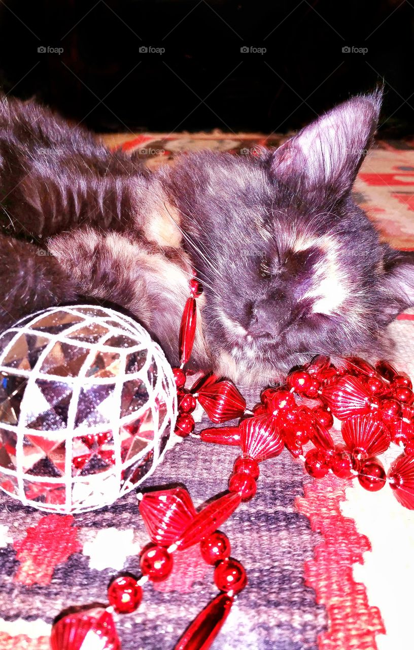 kitten sleeping with Christmas decorations