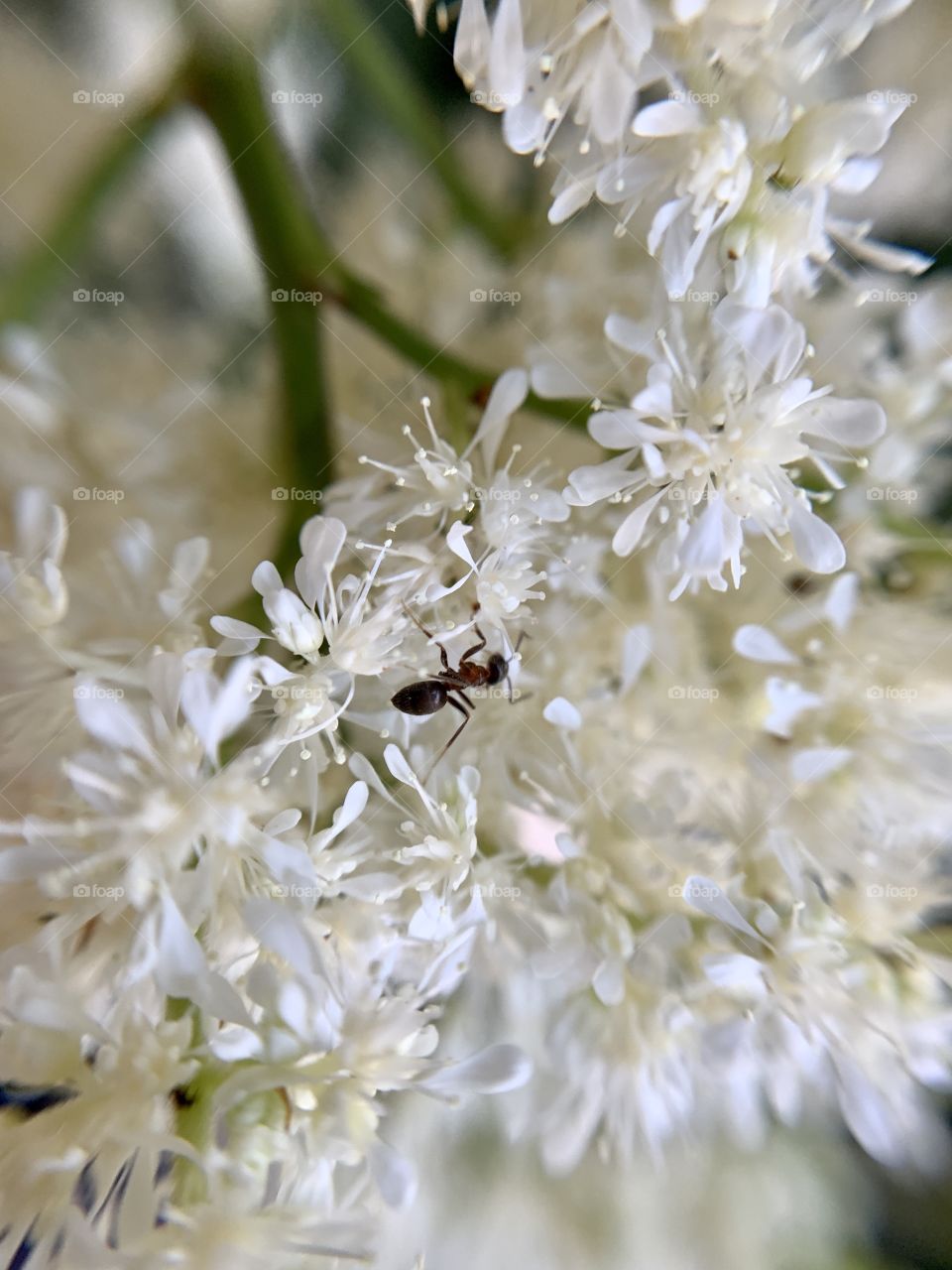 False buck’s beard flower blossoms with white petals. Macro shot of the ant. Nature’s beauty.