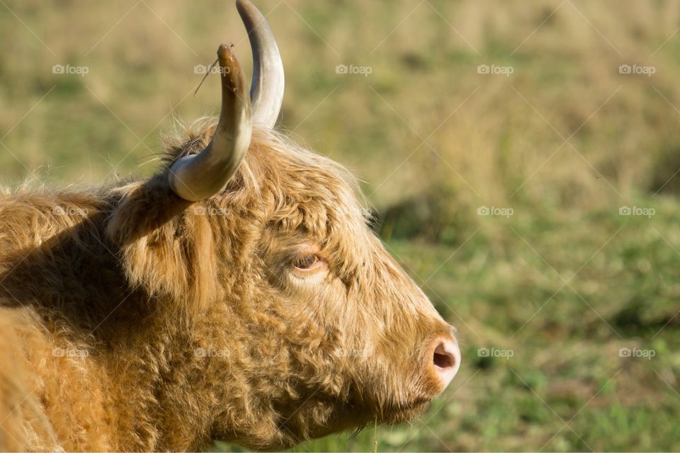 A Scottish Highland Cow in Maine