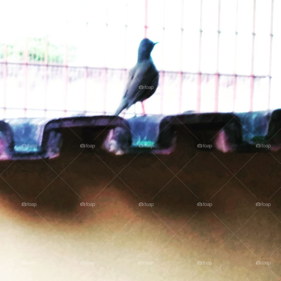 pássaro 🐦