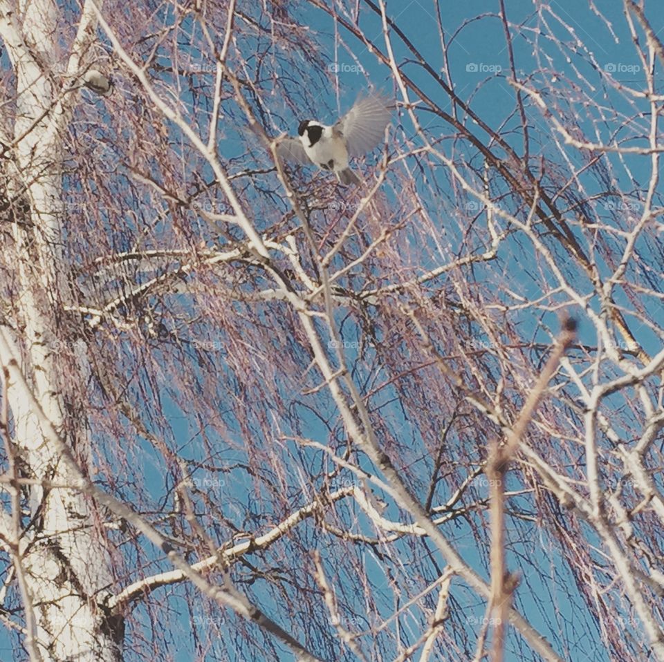 Chickadee flying in trees 