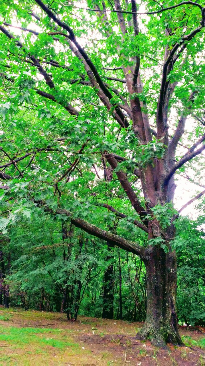 spring trees