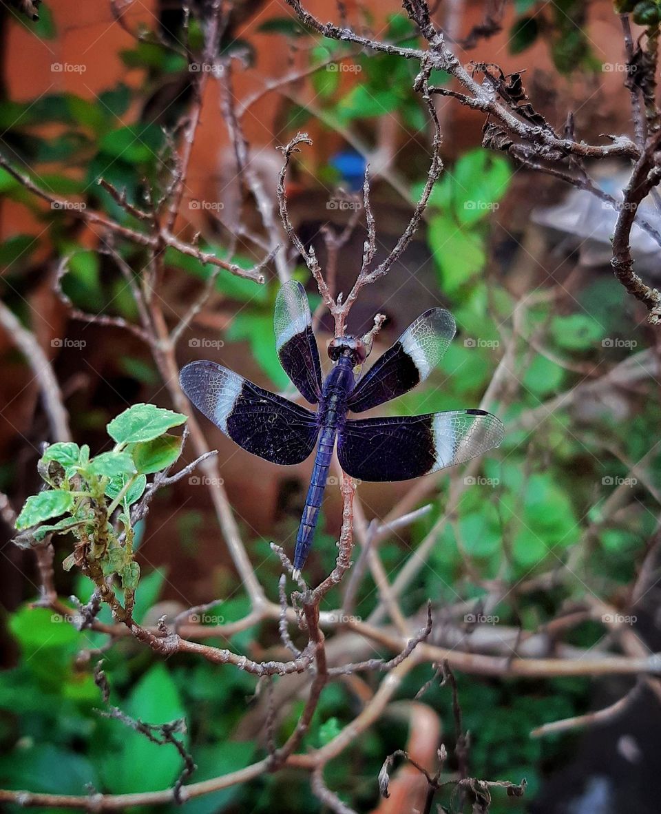 Pretty lil unnoticed beings 🖤