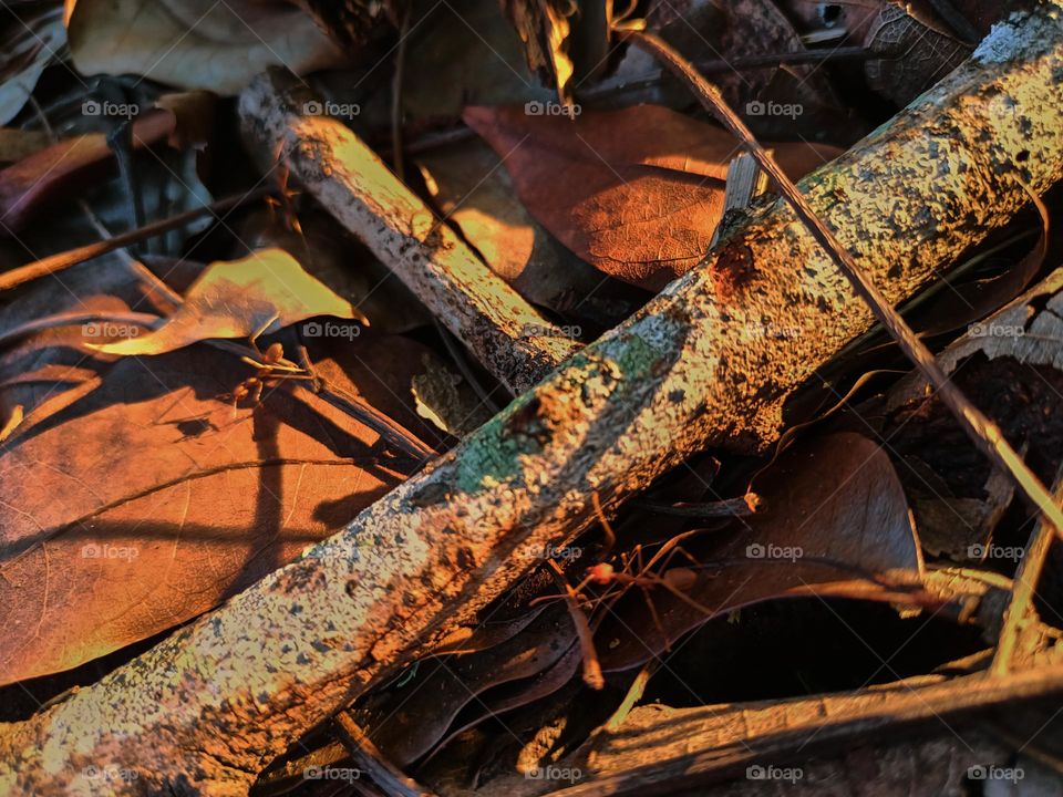 Red ants on the ground in the garden